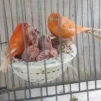قناری مرغ عشق  عروس هلندی