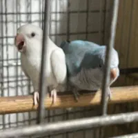 راهب مولد صاف و کشیده