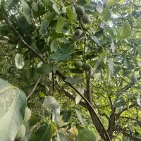 گردو