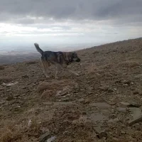 سگ گله|سگ|قره پشتلو, |دیوار