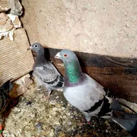 کبوتر آلمانی