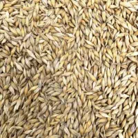 گندم کبوتر مرغ خروس بوقلمون