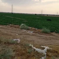 زمین-کشاورزی-قابل-تغیر-کاربری-به