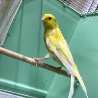 قناری نر بخوان|پرنده|اردبیل, |دیوار