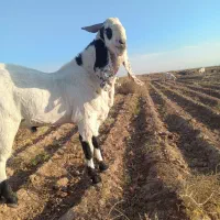 نربز پاکستانی|حیوانات مزرعه|تربت جام, حافظ|دیوار