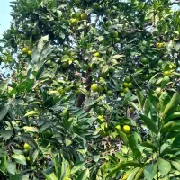 فروش نارنگی  انشو سر درختی  بصورت کلی|عمده‌فروشی|بابلسر, |دیوار