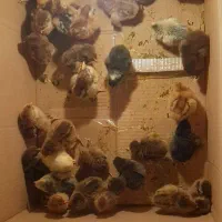 جوجه 3روزه گلپایگان