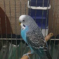 مرغ عشق