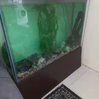 اکواریوم