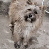 فروشی پاکوتاه نر