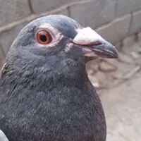 پلاکی مسافتی