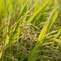 بذر برنج هاشمی