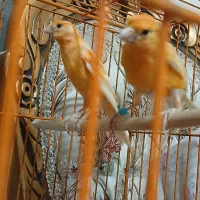 قناری نر و ماده