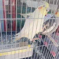 عروس هلندی مولد