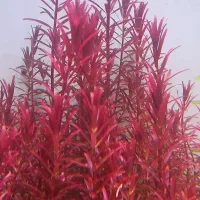 انواع گیاه اکواریومی و پک اقتصادی