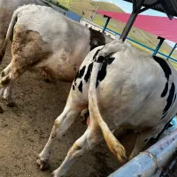 خریدوفروش گوساله