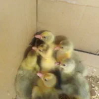 جوجه غاز 5 روزه