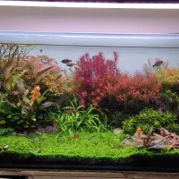 فروش گیاه آکواریومی