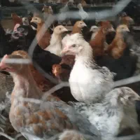 جوجه مرغ وخروس