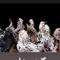 تخم مرغ وجوجه گلین قشقایی،آمریکانا،ویاندوت،پلیموت