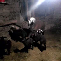 قوچ چال دوساله|حیوانات مزرعه|هیر, |دیوار