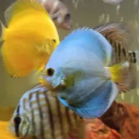 دیسکس بلو آنجل وارداتی