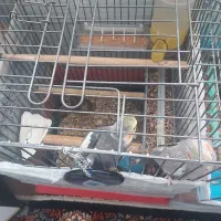 عروس هلندی مولد|پرنده|تهران, هفده شهریور|دیوار