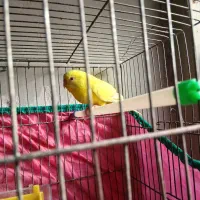 جفت مرغ عشق