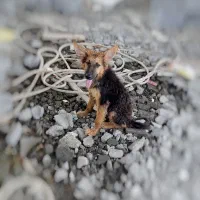 سگ،ژرمن شپرد ورک لاین