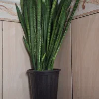 گل سانسوریا|گل و گیاه طبیعی|بندر کنگان, |دیوار