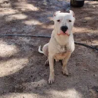 سگ داگو آرژانتینو و پیتبول