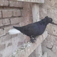 کفتر رنگی دوکتی و دم سفید و پلاس و پرشی....|پرنده|قم, دروازه ری|دیوار