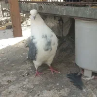 کبوتر