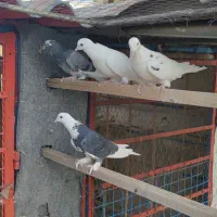 کبوتر|پرنده|تهران, مشیریه|دیوار