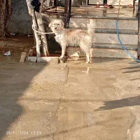 سگ پاکوتاه ماده