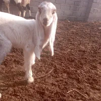 بز با بزغاله آبستن|حیوانات مزرعه|آزادشهر, |دیوار