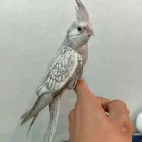 عروس هلندی ی ماده