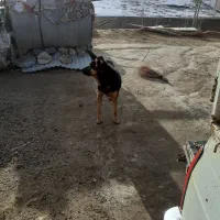 سگ ژرمن|سگ|اسدآباد, |دیوار