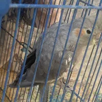 دوعدد عروس نر|پرنده|قم, شاه ابراهیم|دیوار