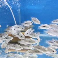 ماهی و آکواریوم کاسپین|ماهی|اردبیل, |دیوار