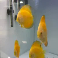 ماهی دیسکس|ماهی|مشهد, شهید مطهری|دیوار