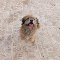 سگ پاکوتاه|سگ|رفسنجان, |دیوار