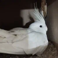 عروس بالغ با تخم