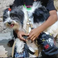 واگذاری سگ|سگ|بندرعباس, |دیوار