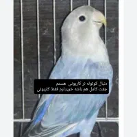 کوتوله برزیلی