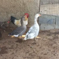 یک جفت غاز خوب و یک جفت اردک|حیوانات مزرعه|جم, |دیوار