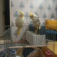 فروش یک جفت عروس هلندی نر و ماده با دو عدد جوجه|پرنده|قزوین, |دیوار