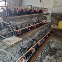 فروش قفس مرغ تخمگذار و مرغ|حیوانات مزرعه|آذرشهر, |دیوار