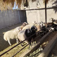 بره نر شال|حیوانات مزرعه|کویرات, |دیوار