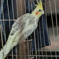 عروس هلندی